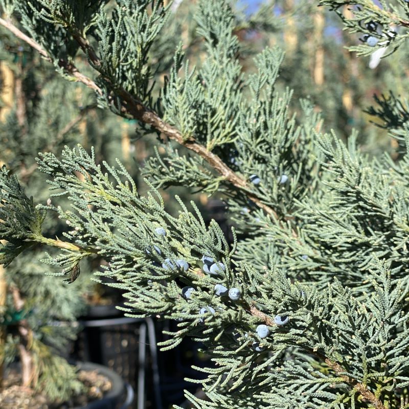 virginiana glauca.jpg